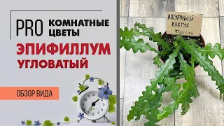 Эпифиллум угловатый – лесной кактус с красивыми цветами | Редкое комнатное растение