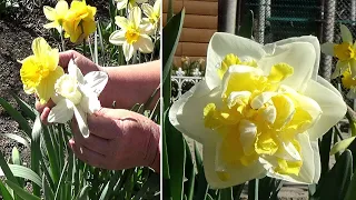 Простой способ как разобрать тюльпаны и нарциссы весной по сортам в одном гнезде