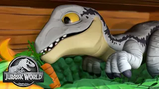 Can You Find the Velociraptors? | Jurassic World | @ImaginextWorld