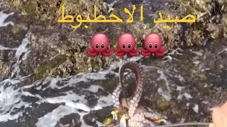 صيد الأخطبوط 🐙