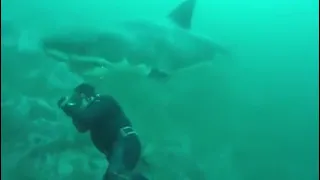 Biggest Great White Shark Encounter With Abalone Diver