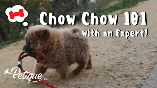 Chow Chow 101 with a Chow Chow Breeder!