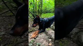 Доберман берет барьер в лесу 🌲 #доберманы #doberman #собаки #дрессировка #dobermanpinscher