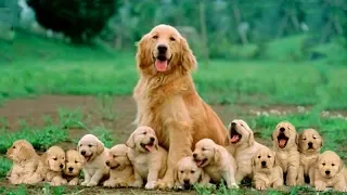 Mom Golden Retriever Dog Giving Birth To 14 Cute Puppies- Life Of Dog Breed