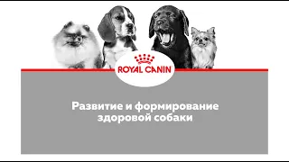 Слагаемые успеха племенного разведения. Аспекты отбора и подбора племенных производителей.