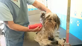 Horrible sticky matted Dog fur and ticks infested fully shave down