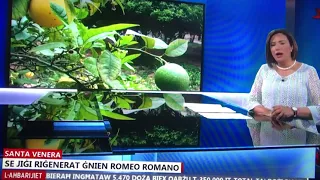 HISTORIC Romeo Romano Garden - renovation works - Grand Master De Vilhena’s gem in Ħamrun/St Venera