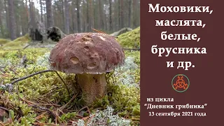 Моховики, маслята, белые, брусника и др. Дневник грибника от 13 сентября 2021 года