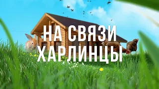 А будет ли мёд? Ставим магазины! Полный корпус пчелы! Проект Пчёлы! Как развился пчелопакет!