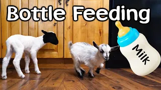 Bottle Feeding Our Kid Goat and Lamb