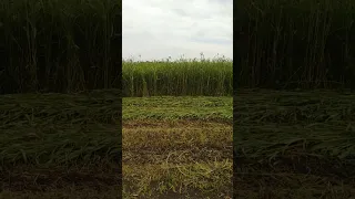 суданка!самая лучшая трава!