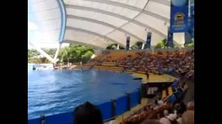 Loro Parque Tenerife Orca Ocean Killer Whale Show 14/09/12