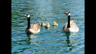 Canadian Goose Honking Sound - 1 Hr (Bird-Attracting, Ambient, White-noise, ASMR)