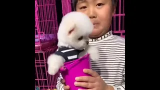 Tik Tok Chó Phốc Sóc Mini 😍 Funny and Cute Pomeranian 😍 OMG So Cute Dog ♥ Best Funny Cute Pomeranian