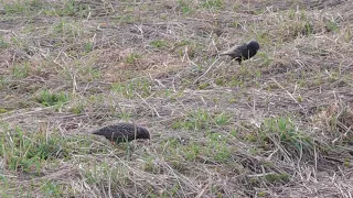 Скворцы прилетели в Ясенево 在莫斯科的鳥類