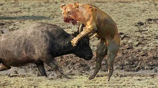 Lions vs Buffalo Lion Attack Buffalo ,Kill Lion Incredible Animals Who is king