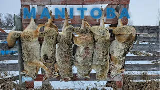 COYOTE HUNTING!!! WESTERN MANITOBA