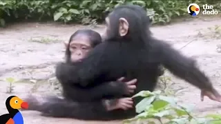 Baby Chimp Rescued from Chains is Finally Happy and Free | The Dodo