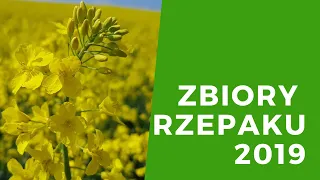 Zbiory rzepaku po suszy - rozmowa z plantatorem i pszczelarzem