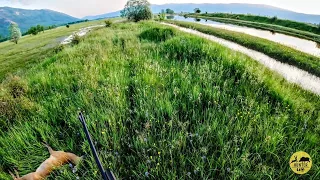 Lov srnjaka [ pirš ] + odstrel 🌲🦌🌲| Roebuck hunting
