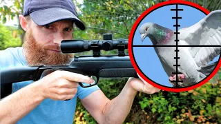 Cheap Pellet Gun Pigeon Hunt (Catch, Clean, Cook) | 9-days in the North!