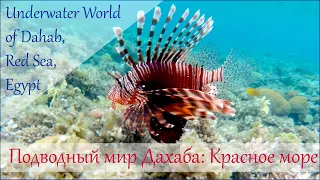 Подводный мир Дахаба, Красное море, Египет. Underwater World of Dahab, Red Sea, Egypt.