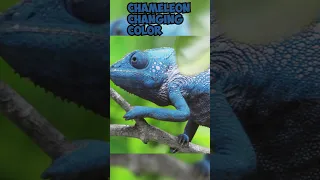 Chameleon Color Change: Nature's Master of Disguise #viral #shorts #chameleon