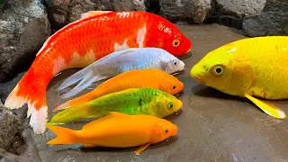 Stop Motion ASMR - Big Koi Rainbow Fish Swimming Pool Carp eel eggs Cuckoo Mud Cooking Experiment