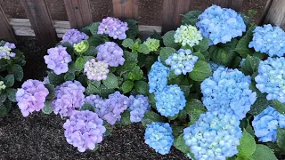 Growing Hydrangeas in Zone 9 ~ birdhouse garden