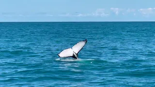 Humpbag whales near Abrolhos Brasil