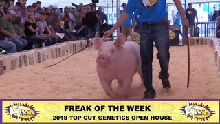 Top Cut Genetics | Freak of the Week York Boar | 2018