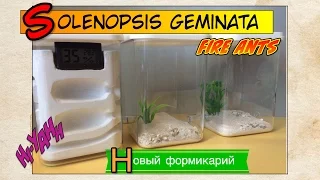 Новый формикарий для огненных муравьев // FIRE ANTS Solenopsis geminata