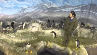 First Day of Penguin Nesting Season in Under 3 Minutes