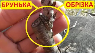 Обрізка дерева після щеплення методом окуліровка (вічкування). Як це роблю я