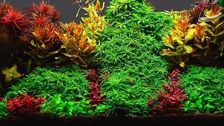 Planted Tank Maintenance | How to keep plants colorful