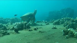 Diving on Maui, Hawaii | Mala Pier SCUBA Dive | Lahaina