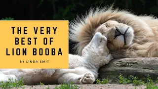 Life at the zoo | The very best of lion Booba. Such a loving father. Do lions sneeze?