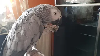 Попугай матерится на хозяина говорящий попугай говорит с хозяином  Gray parrot