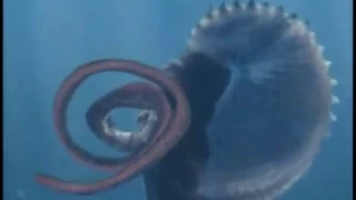 Wonders of the Deep: the greatest creature of the ocean... the Argonaut Octopus aka. Paper Nautilus