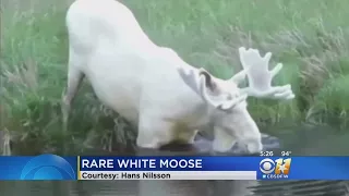 Rare White Moose