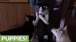 Siberian Husky puppy meets his father for the first time