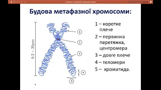 Біологія Хромосоми, Реплікації Тренувальний табір IJSO