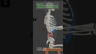 подвздошно-поясничная мышца. движения 2 часть