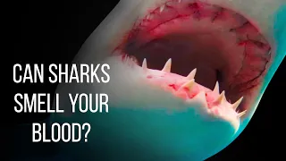 Can Sharks Smell Blood from Miles Afar?