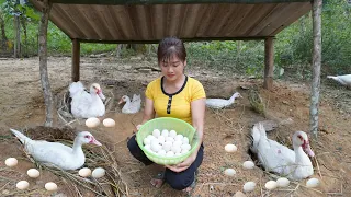 Dig hole for ducks lay eggs, Harvesting a lot of duck eggs in the pit - Daily life at My Farm