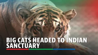 Tigers, lions from Argentine zoo ready to travel to Indian sanctuary | ABS-CBN News