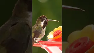 HUMMINGBIRDS are FASCINATING! Interesting Animal Facts! #shorts