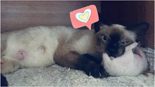 Siamese kittens and Mom having sweet moment