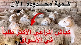 ســوق الكِــباشْ البَرِيَـة مـن أراضـي المْدِيَـة عروض حصريا كباش المراعي في كمية محدودة هنا أولاد ح