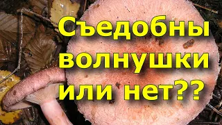 Съедобны ли волнушки или нет?